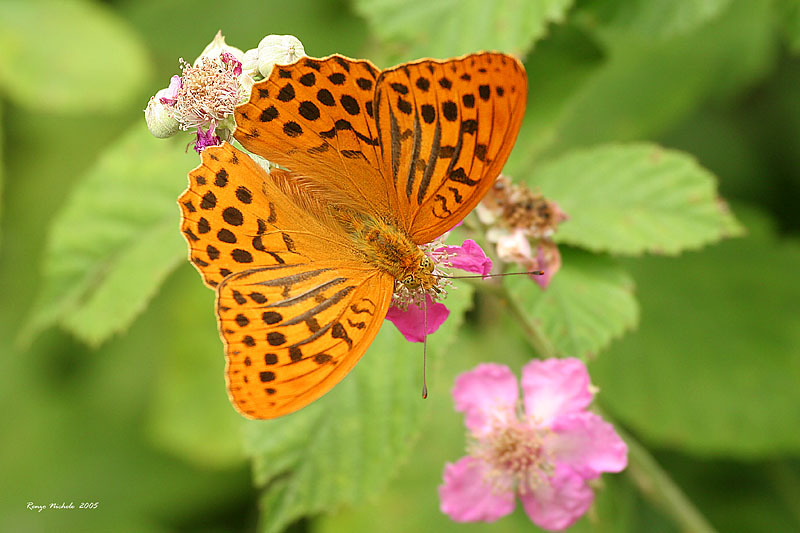 Argynnis paphia e Colias crocea